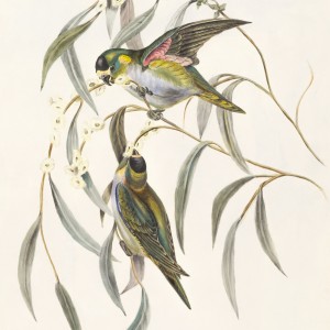 Album grade of sympathy from 