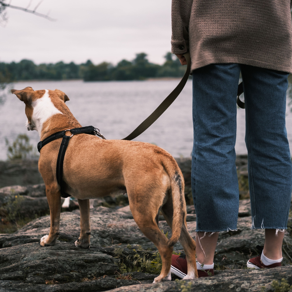 Water's Melody Eases Pet's Dreamland