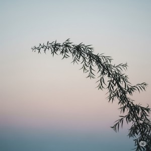 收听Erio的Propaganda Rosa歌词歌曲