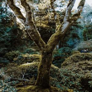 Listen to Hope song with lyrics from SPA