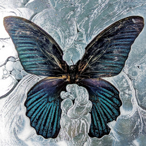 Album Nymph_o (Explicit) from Shygirl