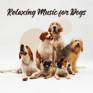 Listen to Best Friend song with lyrics from Dog Music Oasis
