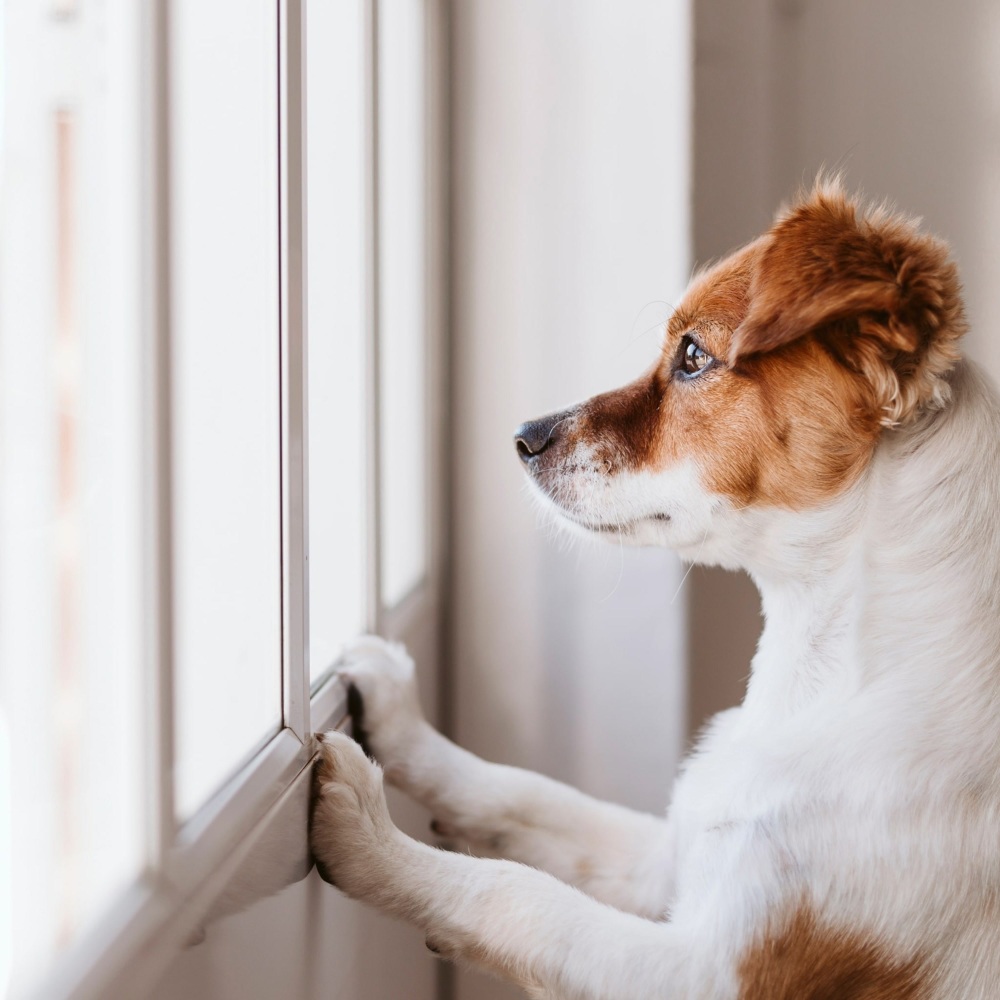 Tranquil Tunes for Dog Peace