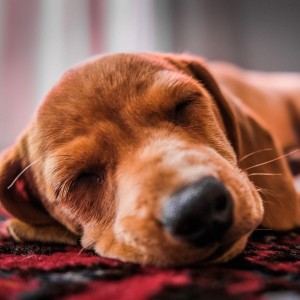 Listen to Sleepy Dog song with lyrics from Sleep Pill