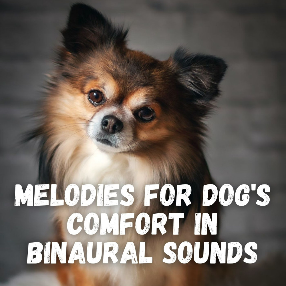 Rhythmic Relaxation for Your Pup