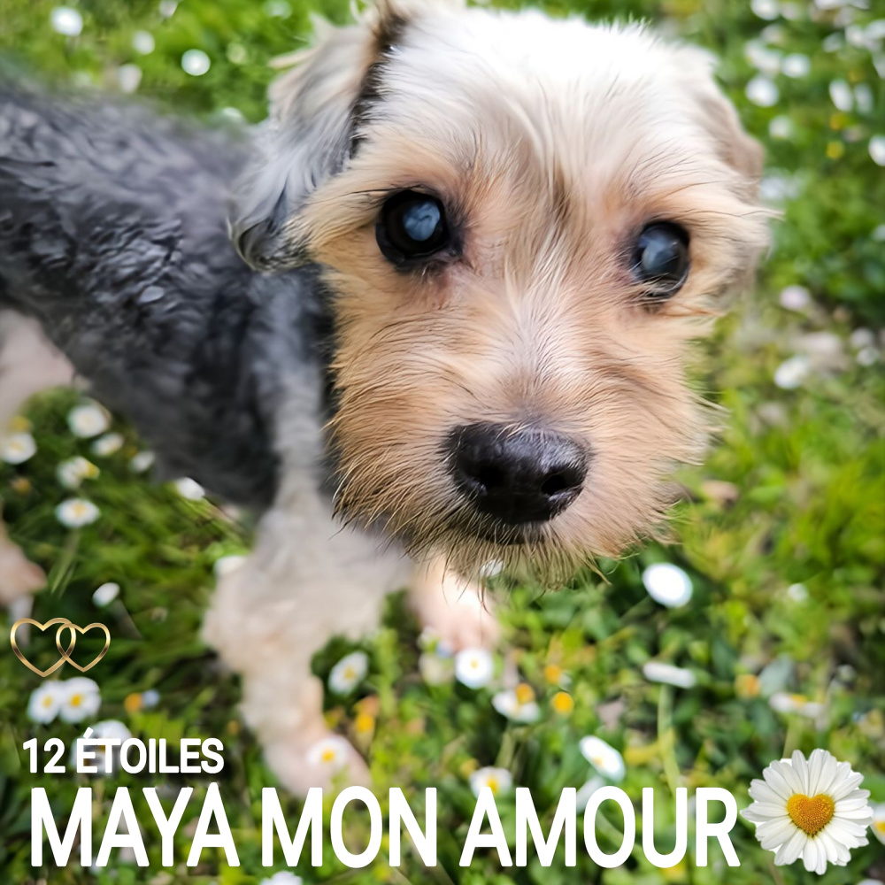 MAYA ET MIMIE NOTRE AMOUR FUSIONNEL
