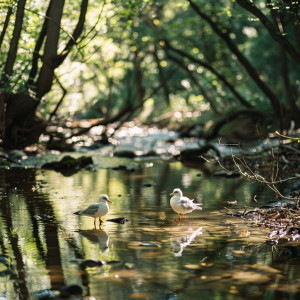 ASMR Deluxe的專輯Binaural Birds and Creek for Calming Baby in Nature