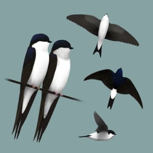 收聽Singing Birds of Poland的Bird call: Martin (Oknówka)歌詞歌曲