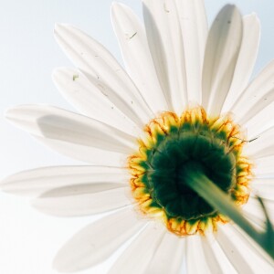 收聽Shuang Sheng的Moonlight歌詞歌曲