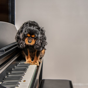 Piano's Tail-Wagging Serenade: Ethereal Dog Delight