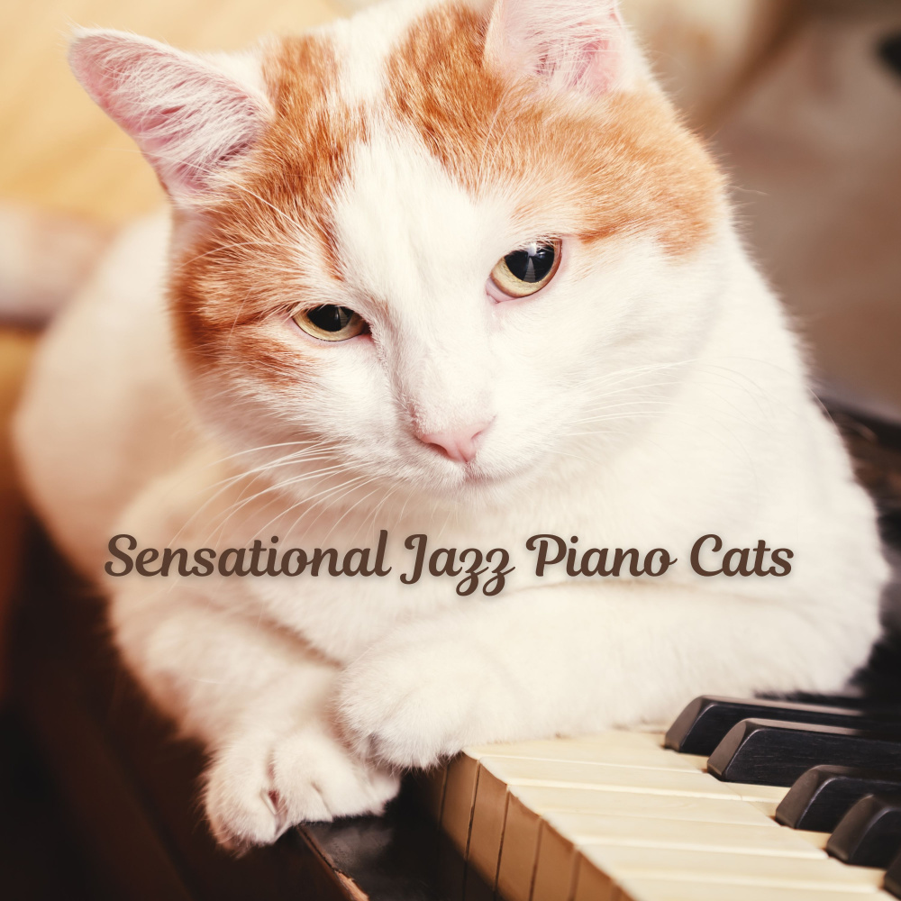 Kitten's Crescendo
