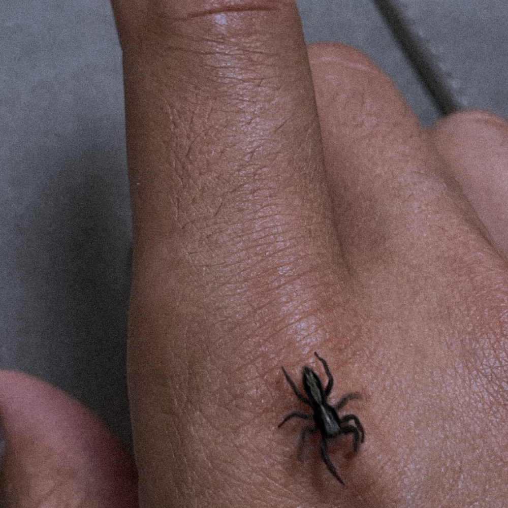 Spiders Have Feelings