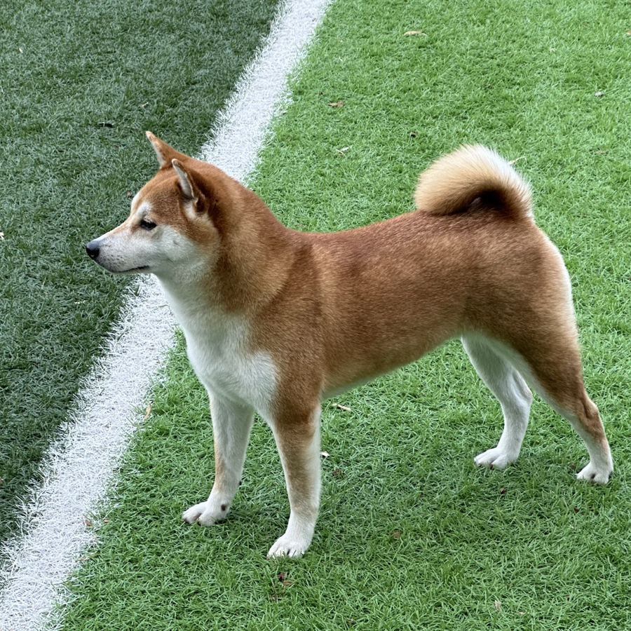 庄犇马