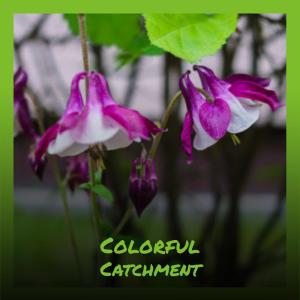 Various Artists的专辑Colorful Catchment