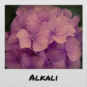 Album Alkali from Various