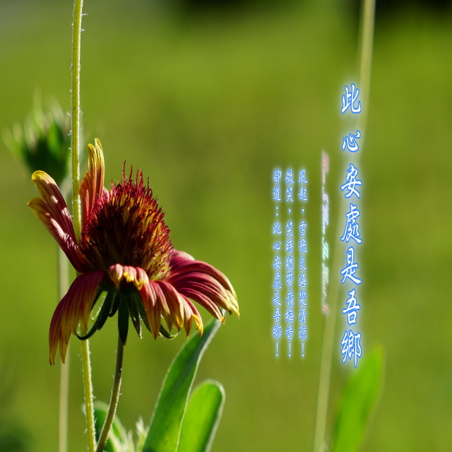 default album img