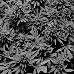 ดาวน์โหลดและฟังเพลง Numb พร้อมเนื้อเพลงจาก Mamwadi