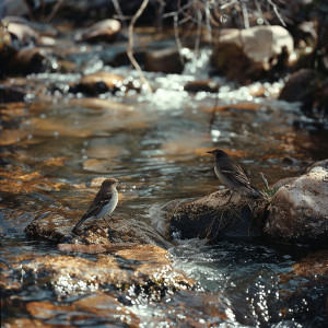 อัลบัม Binaural Creek and Birds Meditation in Nature Ambience ศิลปิน Mother Nature Soundscapes