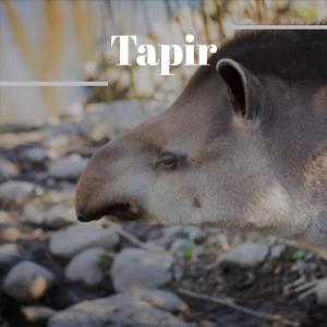 ดาวน์โหลดและฟังเพลง Buttercup พร้อมเนื้อเพลงจาก Rolant Zahos