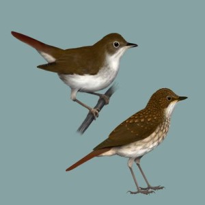 ดาวน์โหลดและฟังเพลง Bird sounds - Nightingale พร้อมเนื้อเพลงจาก Polskie Ptaki