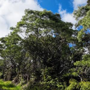 Kurtzcreationz的專輯Midnight Forest (feat. Chris Allen)