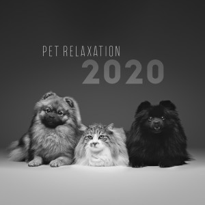 收听Pet Care Club的Morning Walk with Dog歌词歌曲