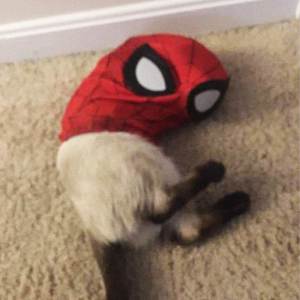 收聽Orinn slowed的như anh đã thấy em - slowed歌詞歌曲