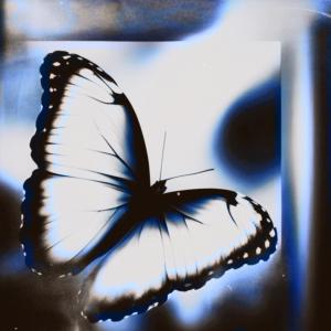 Listen to Butterfly (feat. Seano And The Feels & Marcko) song with lyrics from Seizasaurus