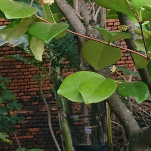 ดาวน์โหลดและฟังเพลง cerita agustus พร้อมเนื้อเพลงจาก Muur