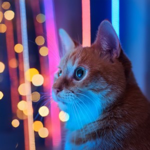 ดาวน์โหลดและฟังเพลง The Pause Before Play พร้อมเนื้อเพลงจาก Music For Cats Peace