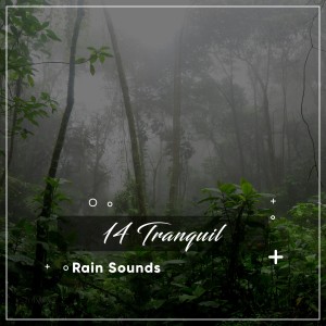 Tranquil Music Sounds of Nature的專輯14 Tranquil Rain Sounds to Drift Off & Sleep