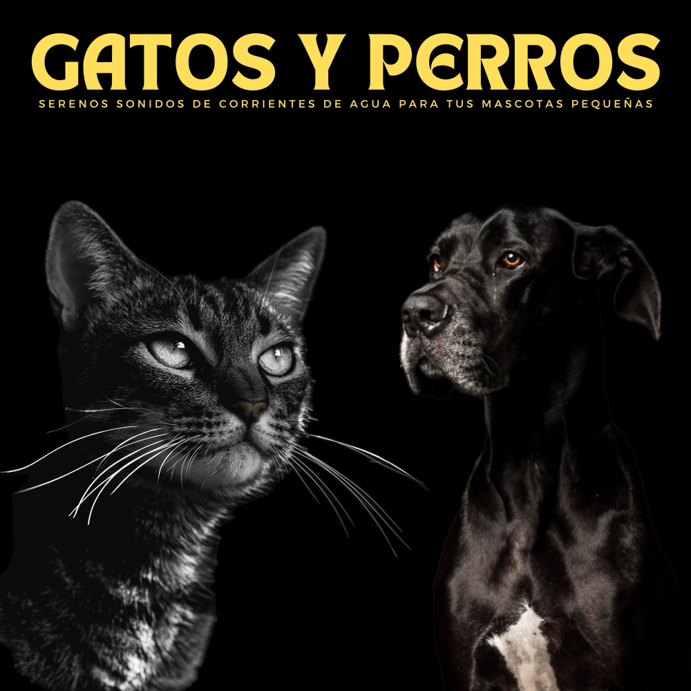 Perritos Y Gatitos