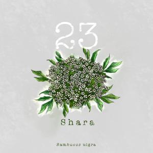 Shara的專輯23