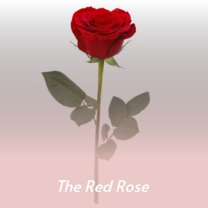 Album The Red Rose from Various