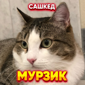 Dengarkan lagu Мурзик nyanyian САШКЕД dengan lirik