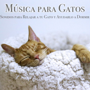 ดาวน์โหลดและฟังเพลง Loto Sanador พร้อมเนื้อเพลงจาก RelaxMyCat