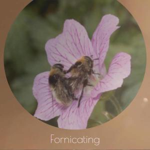 Album Fornicating from Various