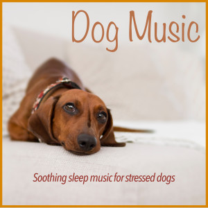 Listen to Separation Anxiety Cure song with lyrics from Dog Music Dreams