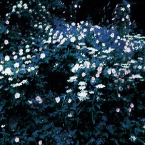 Listen to YOU LIED (Explicit) song with lyrics from Broodes