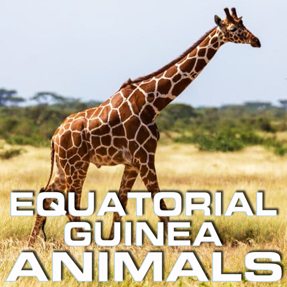 Nature Sounds Equatorial Guinea