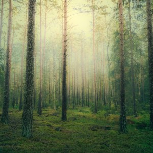收聽自然聲帶的奇妙的森林歌詞歌曲