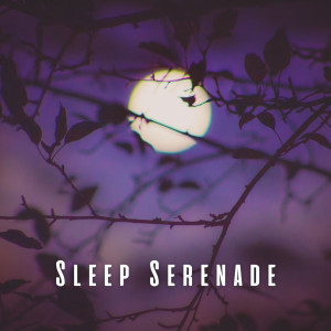 Silent Night Music的專輯Sleep Serenade: Music for a Peaceful Night