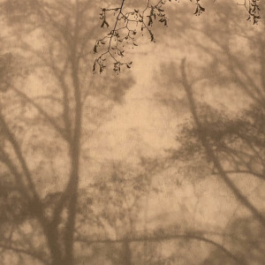 Album The Dark, The Light from Bozart