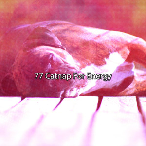 Baby Sleep的专辑77 Catnap For Energy