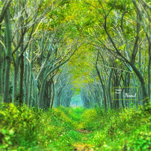 Neoul的專輯토토로의 숲