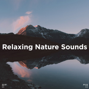 อัลบัม !!" Relaxing Nature Sounds "!! ศิลปิน Nature Sounds Nature Music