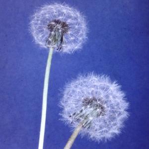 clumby的專輯dream