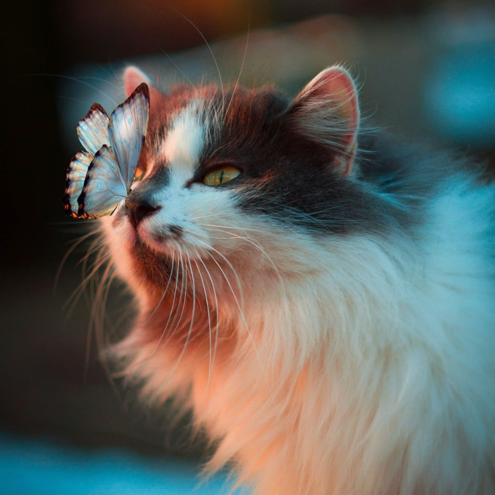 Pianissimo Purr