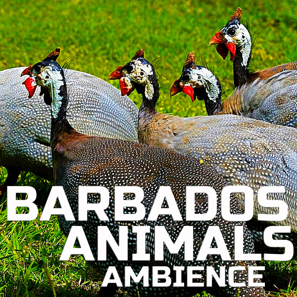 Relaxing Barbados Nature Animals