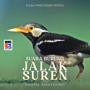 Dengarkan Suara Burung Jalak Suren (Kicau Pancingan Merdu) lagu dari Aneka Burung IMC dengan lirik